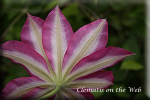 Clematis photograph