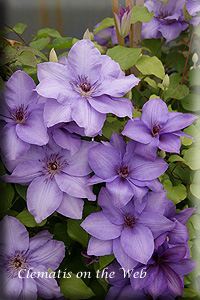 Clematis photograph