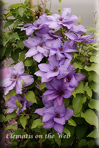 Clematis photograph