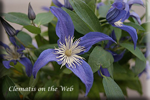 Clematis photograph