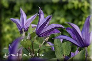 Clematis photograph