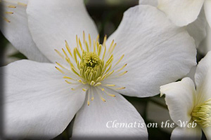 Clematis photograph