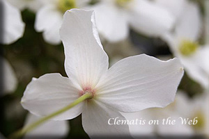 Clematis photograph