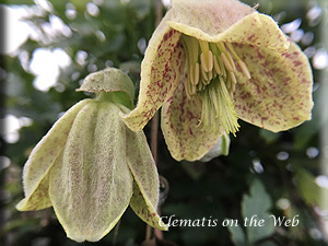 Clematis photograph