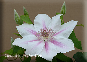 Clematis photograph