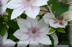 Clematis photograph