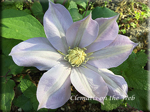 Clematis photograph