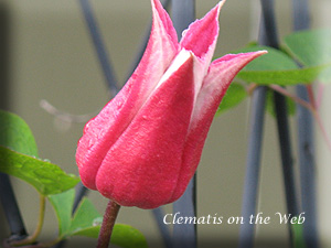 Clematis photograph