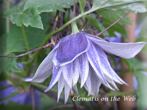 Clematis photograph