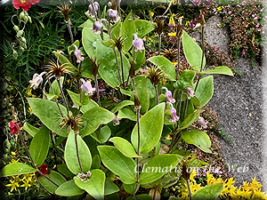 Clematis photograph