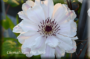 Clematis photograph