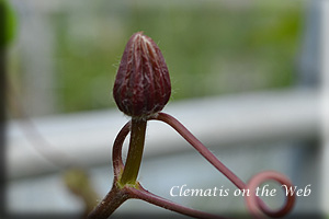 Clematis photograph