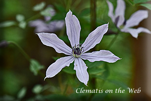 Clematis photograph