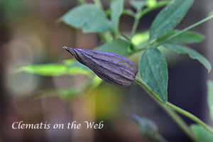 Clematis photograph