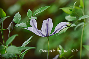 Clematis photograph