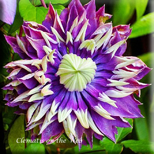 Clematis photograph