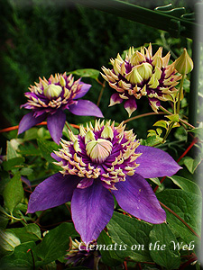 Clematis photograph