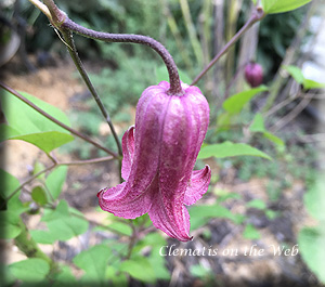 Clematis photograph