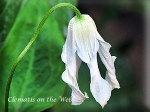 Clematis photograph