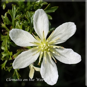 Clematis photograph