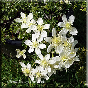 Clematis photograph