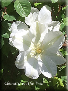 Clematis photograph