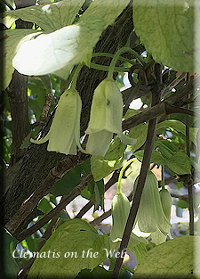 Clematis photograph