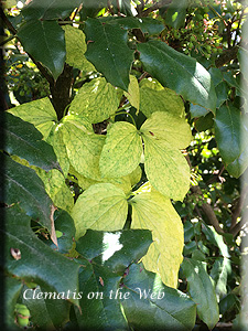 Clematis photograph