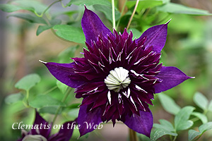 Clematis photograph