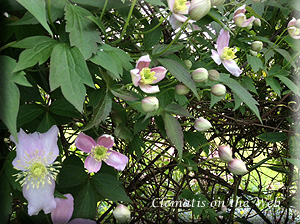 Clematis photograph