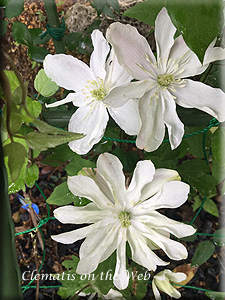 Clematis photograph