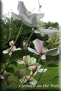 Clematis photograph