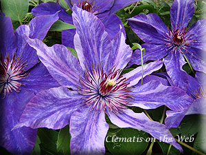 Clematis photograph