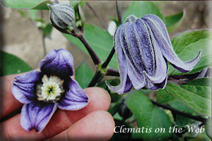 Clematis photograph