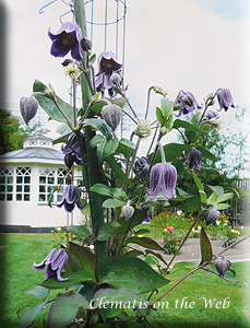 Clematis photograph