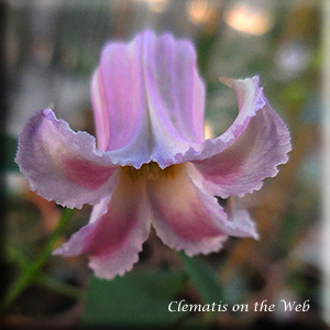 Clematis photograph