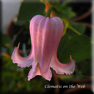 Clematis photograph