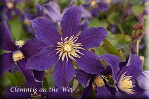 Clematis photograph