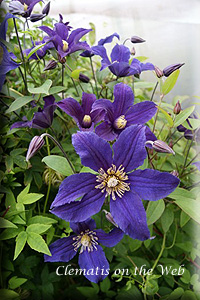 Clematis photograph