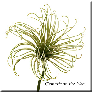 Clematis photograph