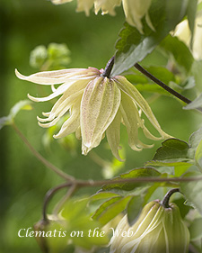 Clematis photograph