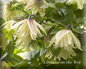 Clematis photograph