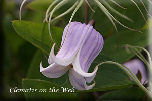 Clematis photograph