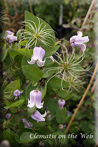 Clematis photograph