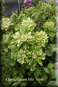 Clematis photograph