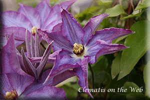 Clematis photograph