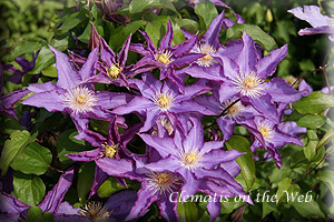 Clematis photograph