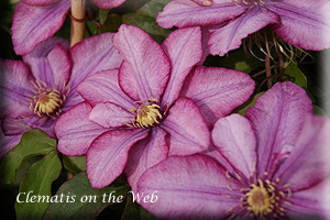 Clematis photograph