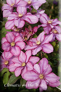 Clematis photograph