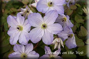 Clematis photograph